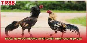 Đá Gà Ăn Xu Đổi Thưởng | Bí Kíp Chiến Thuật Chơi Hiệu Quả