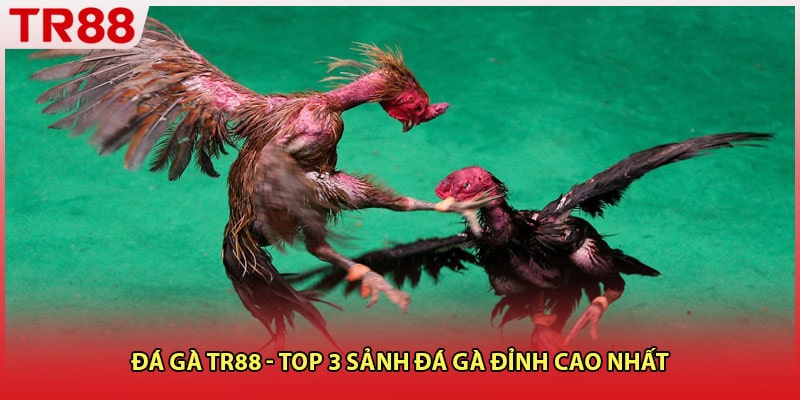 Đá Gà TR88 - Top 3 Sảnh Đá Gà Đỉnh Cao Nhất