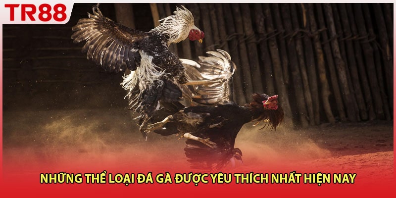 Những thể loại đá gà được yêu thích nhất hiện nay